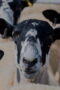 Nonton Clarkson’s Farm Season 5 Season 5 Episode 2 Sub Indo Nonton Clarkson’s Farm Season 5 Season 5 Episode 2 Sub Indo